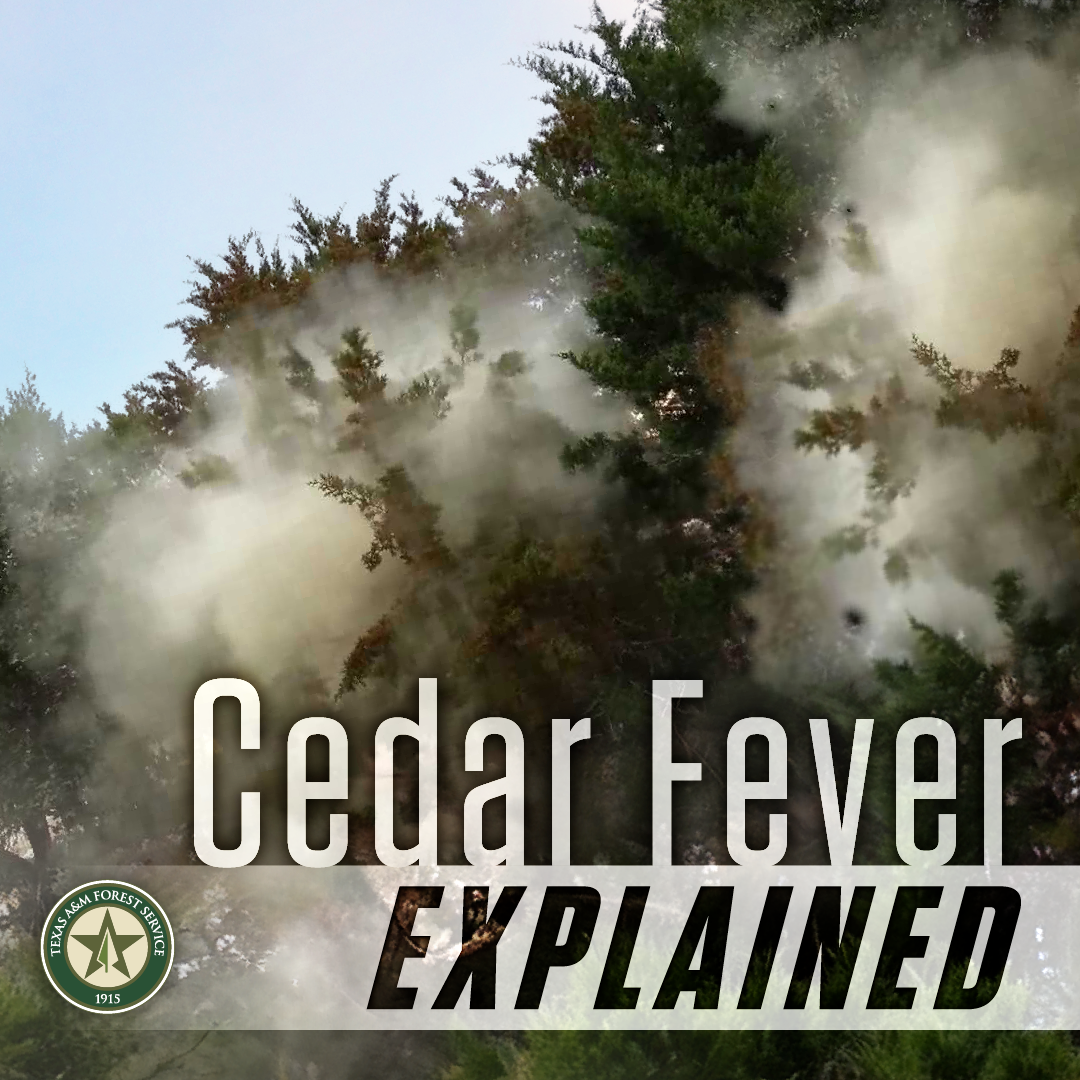 It’s time for Texans to brace for cedar fever season once again, complete with runny noses, itchy eyes and general misery.